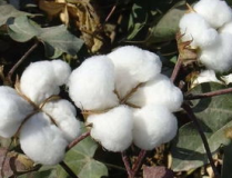 山东棉花价格,山东棉花价格波动与市场分析