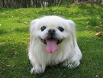 京巴犬,中国古老犬种，可爱与智慧并存的伴侣