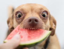 吃瓜娱乐小狗,小狗带你领略萌宠界的欢乐时光