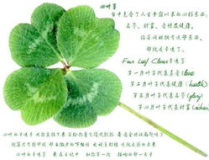 吃瓜四叶草娱乐,揭秘娱乐圈幕后故事与趣味瞬间