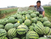 吃瓜的娱乐号是什么,吃瓜群众热议的娱乐号背后的故事